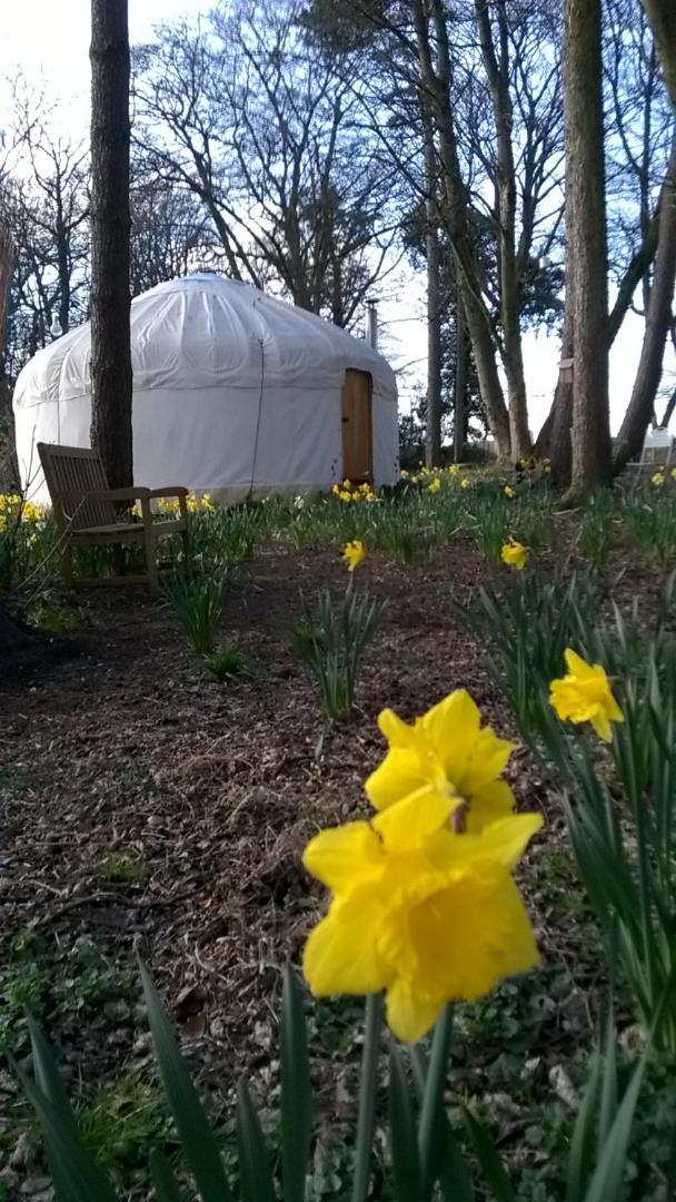 Gingerbread Cottage Yurts Dereham Εξωτερικό φωτογραφία