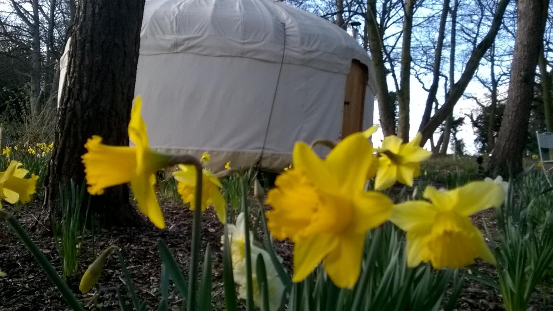 Gingerbread Cottage Yurts Dereham Εξωτερικό φωτογραφία
